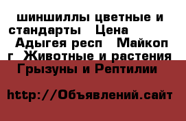 шиншиллы цветные и стандарты › Цена ­ 1 500 - Адыгея респ., Майкоп г. Животные и растения » Грызуны и Рептилии   